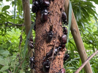 生物多様性に配慮した維持管理業務への取り組み