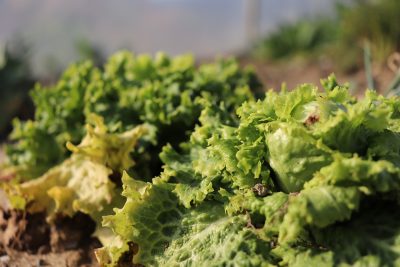 葉物野菜